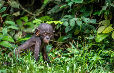 Sticker - Portrait of Bonobo Cub. Green natural background. The Bonobo, Scientific name: Pan paniscus, earlier being called the pygmy chimpanzee. Democratic Republic of Congo. Africa