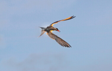 Wall Mural - Adult common tern with open beak in flight in sunset light on the blue sky background. Close up. Scientific name: Sterna hirundo.