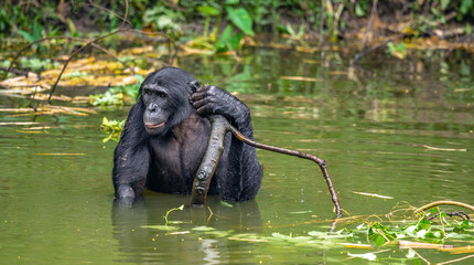 Canvas Print - The Bonobo in the water. Scientific name: Pan paniscus, earlier being called the pygmy chimpanzee.  Democratic Republic of Congo. Africa