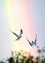 Showdown In The Sky. Common Terns Interacting In Flight. Adult Common Terns In Flight On The Blue Sky And Rainbow Background. Scientific Name: Sterna Hirundo.