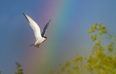 Wall Mural - Adult common tern in flight on the rainbow and blue sky background.  Scientific name: Sterna hirundo.