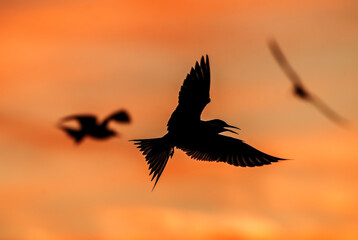 Wall Mural - Silhouette of flying common tern. Flying common tern on the sunset sky background. Scientific name: Sterna hirundo.