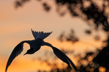 Wall Mural - Silhouette of flying common tern. Flying common tern on the sunset sky background. Scientific name: Sterna hirundo.