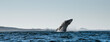 Humpback whale breaching. Humpback whale jumping out of the water. Megaptera novaeangliae. South Africa.