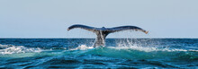 A Humpback Whale Raises Its Powerful Tail Over The Water Of The Ocean. The Whale Is Spraying Water. Scientific Name: Megaptera Novaeangliae. South Africa.