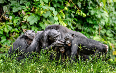 Canvas Print - Group of bonobos on green natural background. The Bonobo, Scientific name: Pan paniscus, sometime called the pygmy chimpanzee. Democratic Republic of Congo. Africa