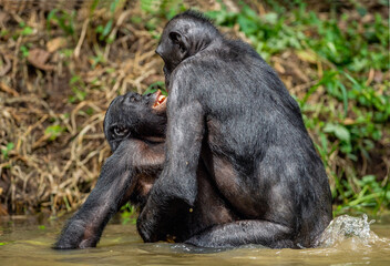 Wall Mural - bonobos having sex in the water. scientific name: pan paniscus, earlier being called the pygmy chimp