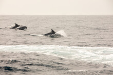 Pods Of Oceanic Dolphins Or Delphinidae Playing In The Water