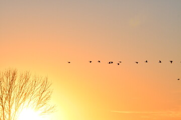 Wall Mural - Geese Flying in a Bright Sunset