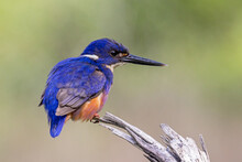 Azure Kingfisher Perched On Tree Branch Overhanging River