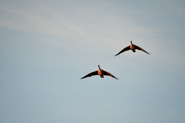 Canvas Print - Geese Flying in a Blue Sky