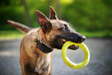 Owczarek belgijski malinois z zabawką w pysku 