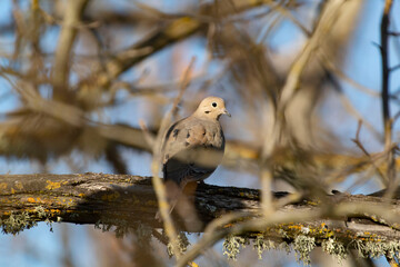 a morning dove in a tree