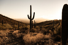 Trail Cuts Through Silhouetted Saguaro Cactus Against A Blown Out Sky