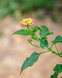 Gandapana (Shrub verbena) ayurvedic plan in the wild, close-up shot of small flowers.