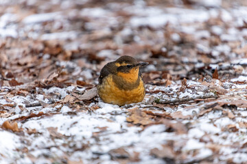 Wall Mural - close up of a fluffy cute orange chested thrasher bird resting on dry leaves covered snowy ground in the park