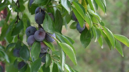 Sticker - Fresh and delicious plum plants grow on a tree