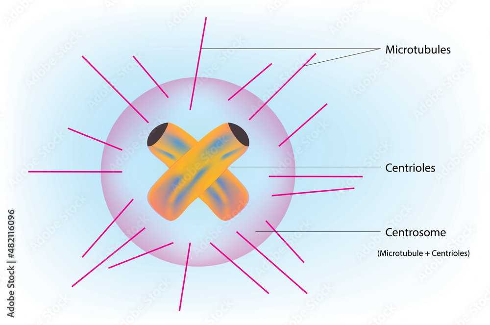 Biological anatomy of Centrosome with Centriole and Microtubules Stock ...