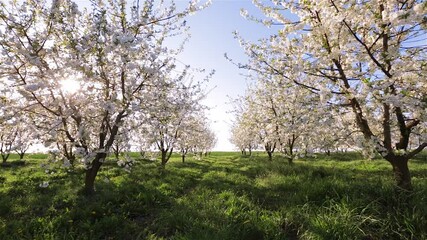 Sticker - Ornamental garden with blooming lush cherry trees on a sunny day. 