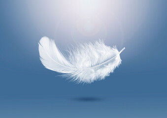 Wall Mural - abstract lightly soft of white fluffly feather falling in the air. down swan feather. feather floati