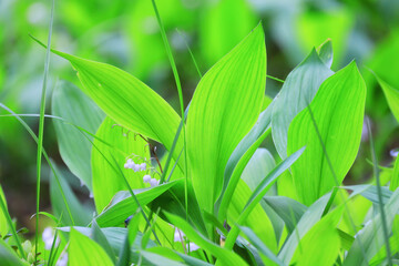  lilies of the valley leaves green background, nature fresh green garden texture