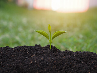 Wall Mural - small tree growing Business that comes with nature to grow There is a light in the back.