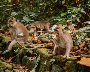 Monkeys in Ubud Bali