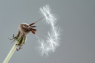 Wall Mural - Macro nature. dandelion at grey background. Freedom to Wish. Dandelion silhouette fluffy flower. Seed macro closeup. Soft focus. Goodbye Summer. Hope and dreaming concept. Fragility. Springtime.