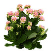 Shrub of pink kalanchoe flowers and green leaves isolated