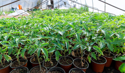 Wall Mural - Tomato seedlings in peat pot for growing. Growing vegetables in a greenhouse.