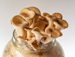 Oyster mushrooms - Pleurotus ostreatus growing at home in glass jar with straw