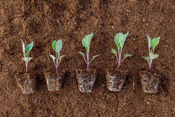 Wall Mural - Cabbage seedlings on a background of peat. Growing a healthy root system.