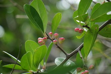 Prunus Angustifolia (Also Called Chickasaw Plum, Cherokee Plum, Florida Sand) With A Natural Background