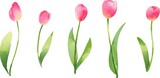 Fototapeta Tulipany - チューリップ 水彩風イラストセット ピンク