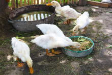 White Pekin Ducks Eat In The Poultry Yard. Home Farm, Agriculture, Village, Poultry Yard, Breeding For Meat