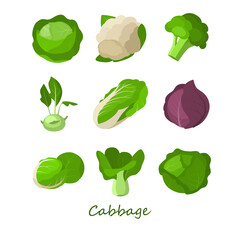 Wall Mural - Set of cabbage on white background. Vector different types cabbage: cauliflower, red cabbage, broccoli, Beijing, kohlrabi, pak choy collard in cartoon style.