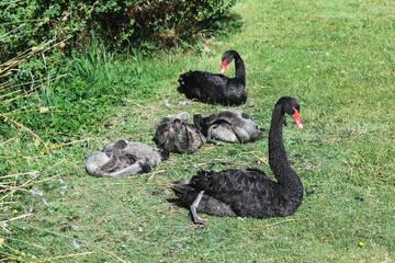 Sticker - famille au repos