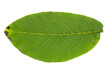 Green walnut leaf isolated on white background