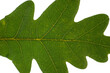 Close-up texture of green oak leaf. Isolated