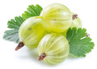 Green ripe gooseberries on white background. Close-up.
