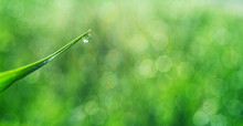 Sparkling Dew Drop On The Green Grass Leaf Close-up. Purity And Freshness Concept. Blurred Gren Nature Background.