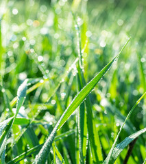 Wall Mural - Green grass covered with sparkling dew drops close-up. Purity and freshness concept. Nature background.