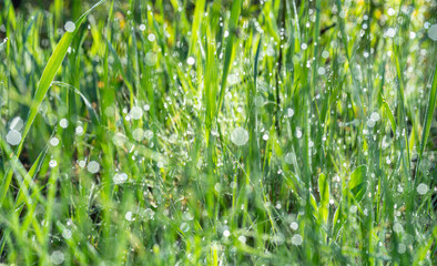 Wall Mural - Green grass covered with sparkling dew drops close-up. Purity and freshness concept. Nature background.