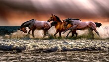 Horses In The Field