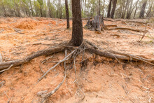 Erosion And Washed Away Soil And Exposed Tree Roots In A Dry River Bed. Outback Australia.