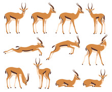Аfrican Wild Black-tailed Gazelle Set. African Antelope In Different Poses. Vector Illustration Isolated On White