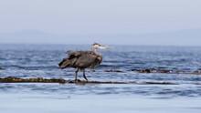 Heron Surfing Seaweed Floats Into Frame And Chases Away Another Bird