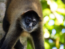 Portrait Of Geoffroy's Spider Monkey, Ateles Geoffroyi, Sitting In The Branches Of A Tall Tree. Costa Rica