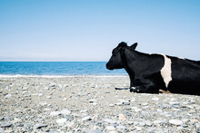 A Black Cow With White Spots Lies On The Seashore
