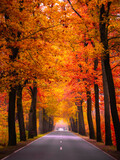 Fototapeta Na ścianę - Droga w jesiennym lesie